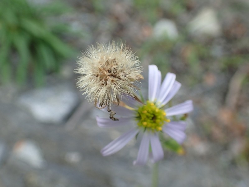 Aster hispidus photo 2