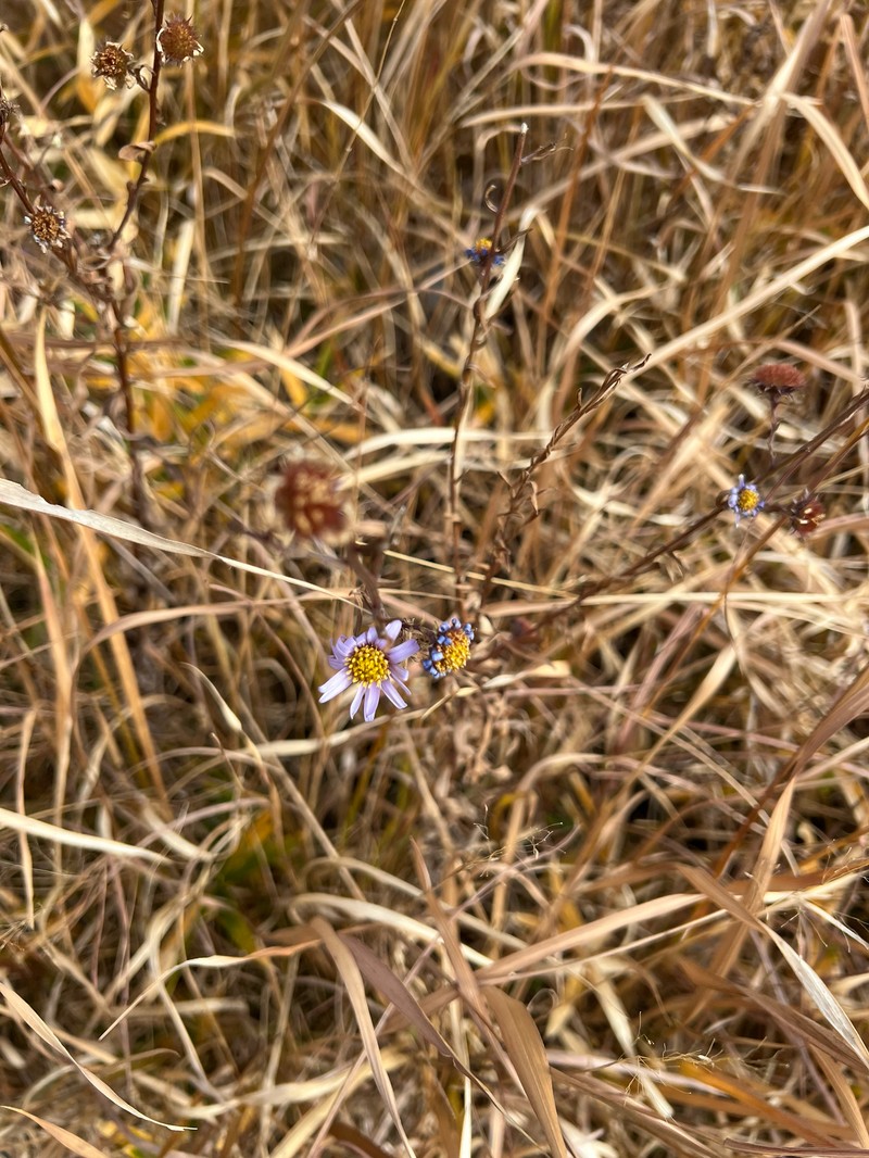 Aster hispidus var. hispidus