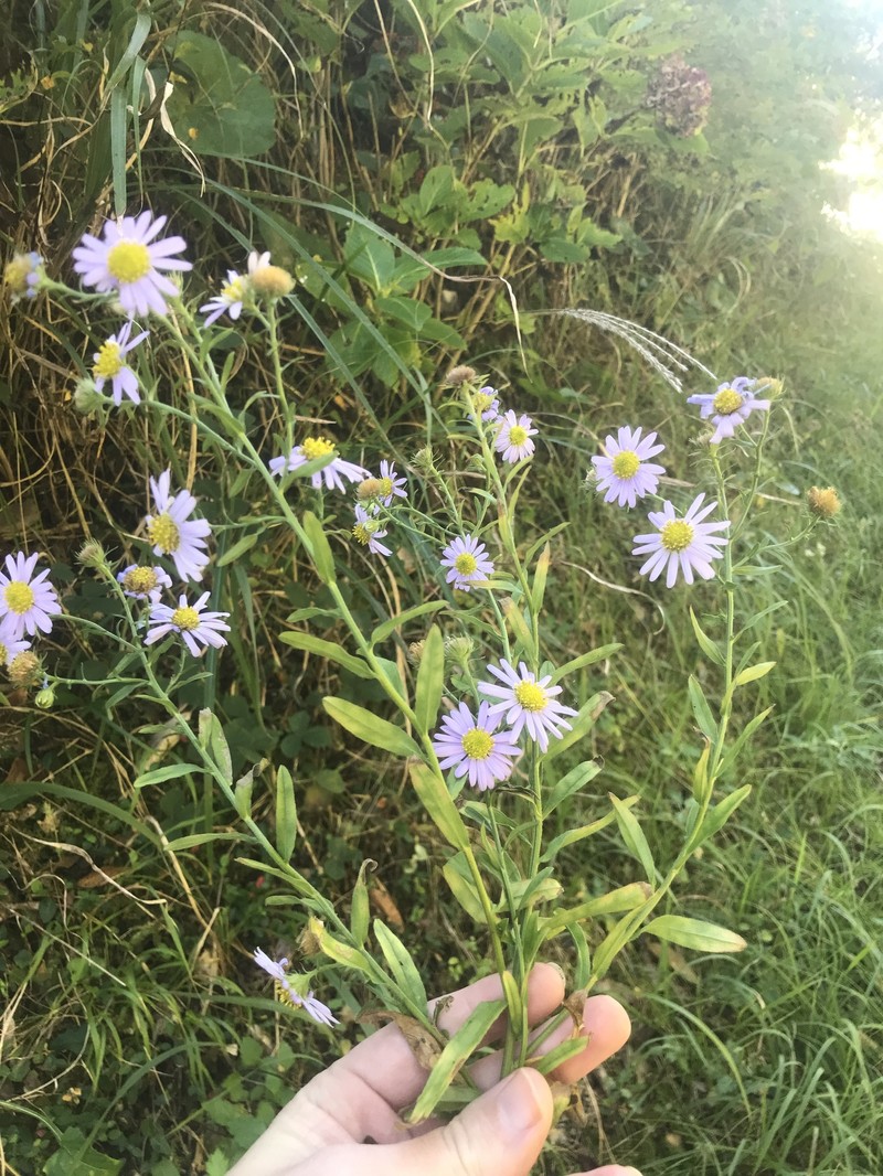 Aster hispidus var. hispidus photo 2