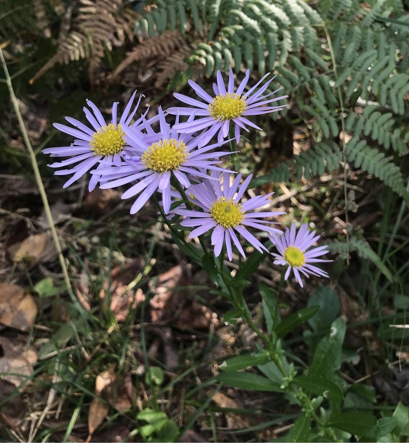 Aster hispidus var. hispidus photo 3