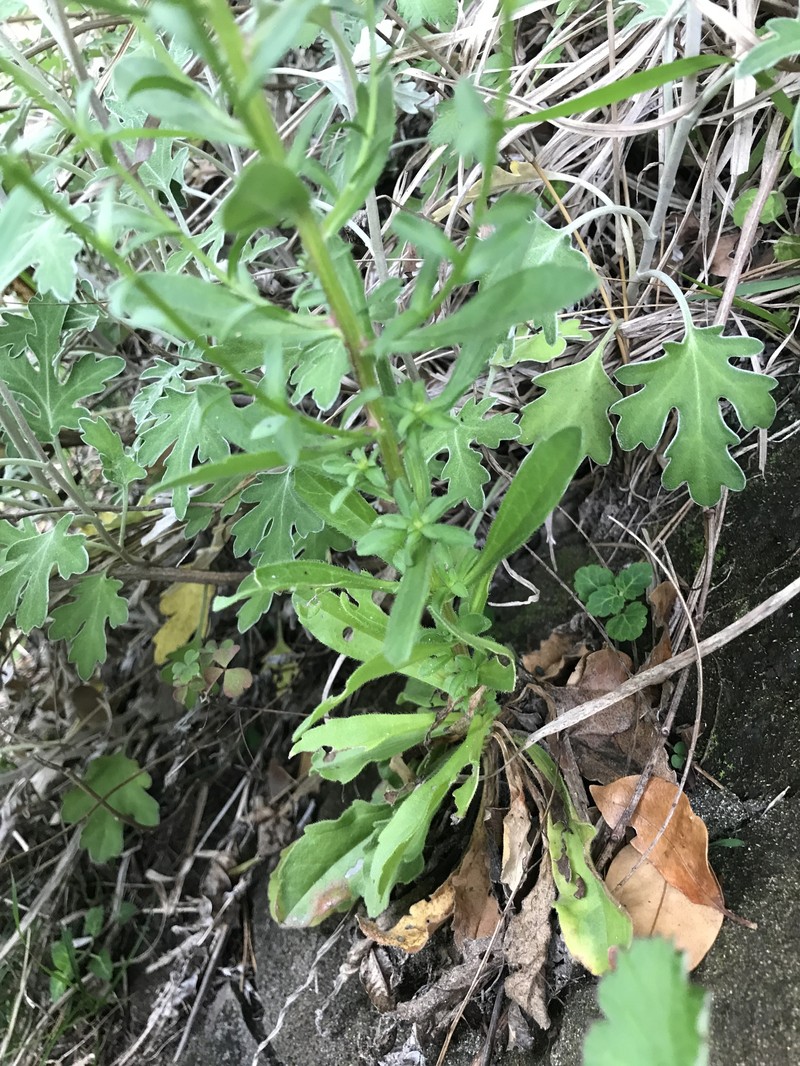Aster hispidus var. hispidus photo 4
