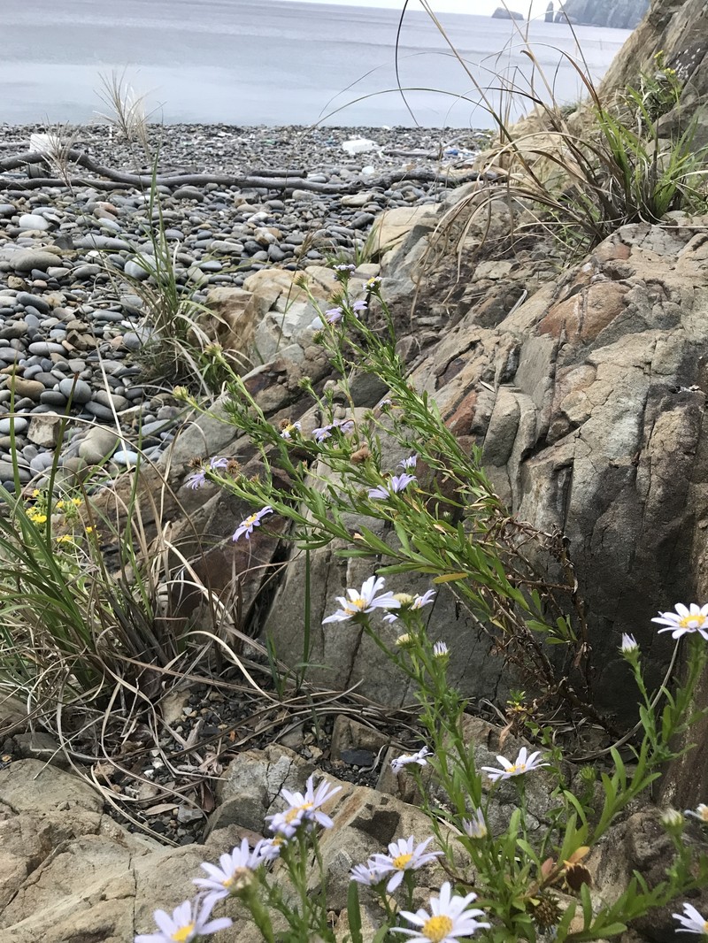 Aster hispidus var. insularis