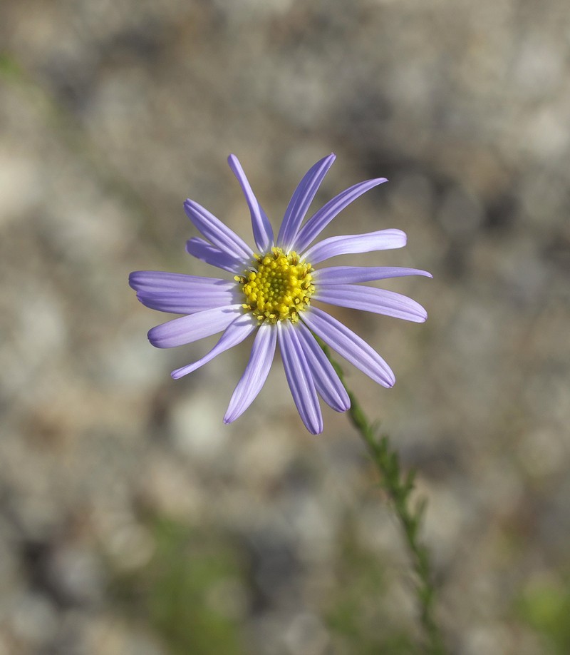 Aster hispidus var. leptocladus photo 2