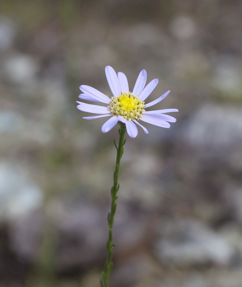 Aster hispidus var. leptocladus photo 3