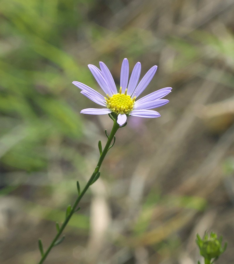 Aster hispidus var. leptocladus photo 4
