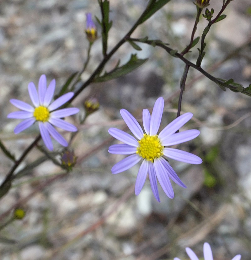 Aster hispidus var. leptocladus photo 5