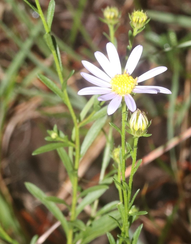 Aster hispidus var. leptocladus