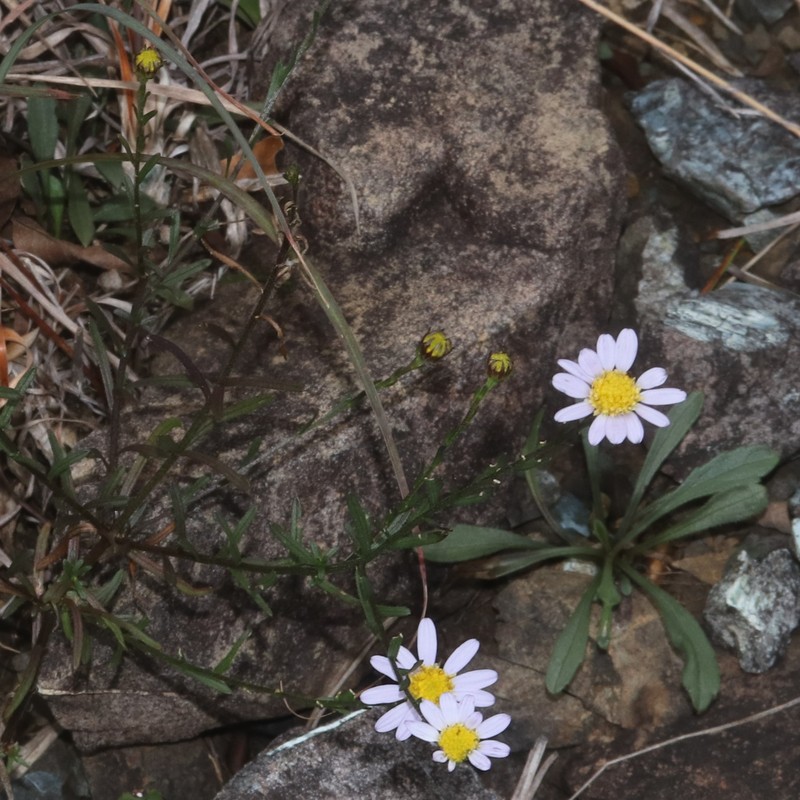 Aster hispidus var. leptocladus photo 6