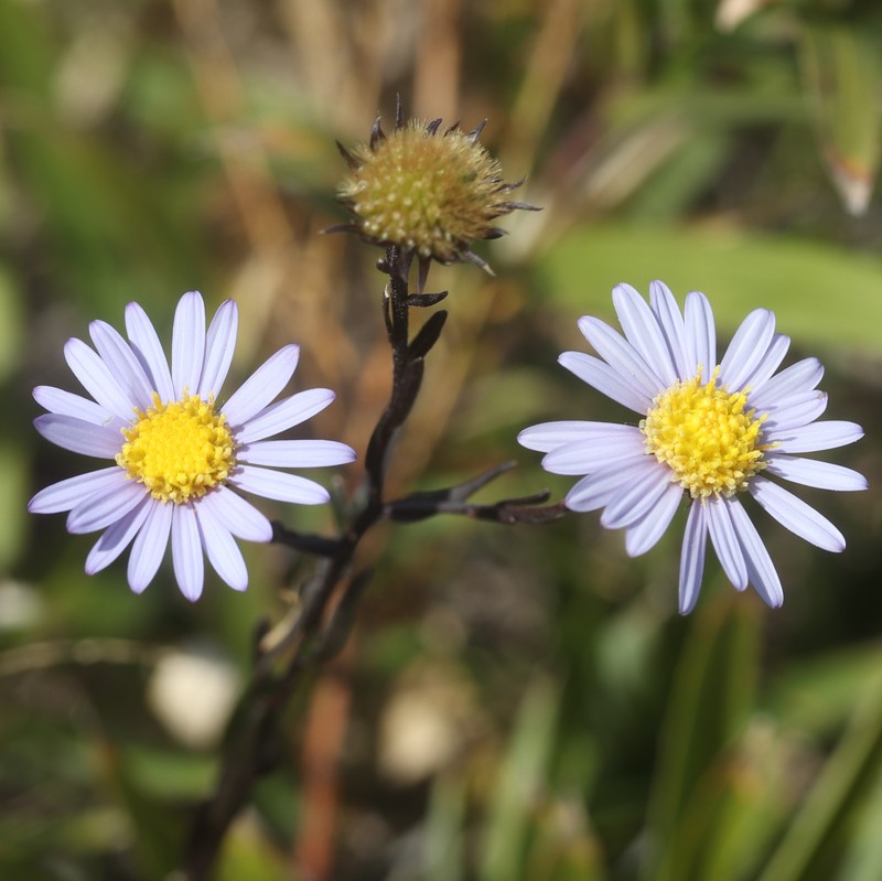 Aster hispidus var. leptocladus photo 7