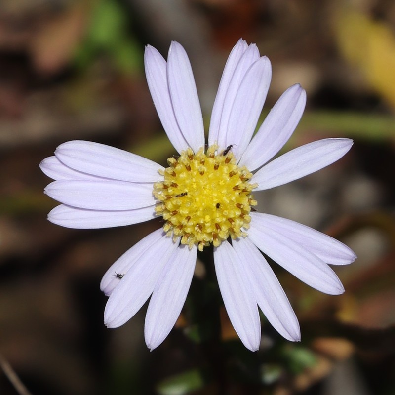 Aster hispidus var. leptocladus photo 8