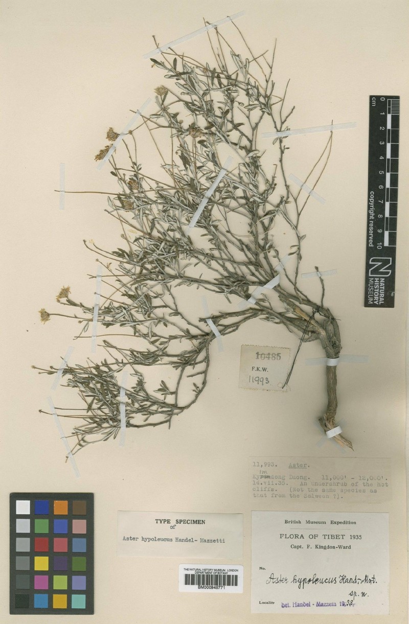 Aster hypoleucus