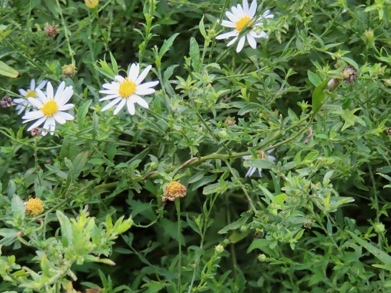 Aster iinumae