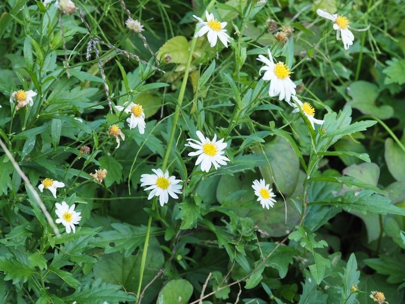 Aster iinumae photo 2