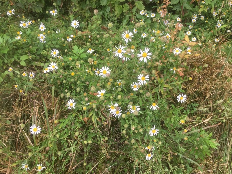 Aster iinumae photo 3