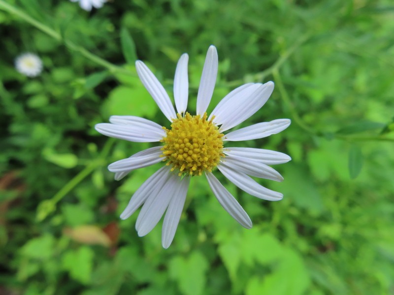 Aster iinumae photo 4