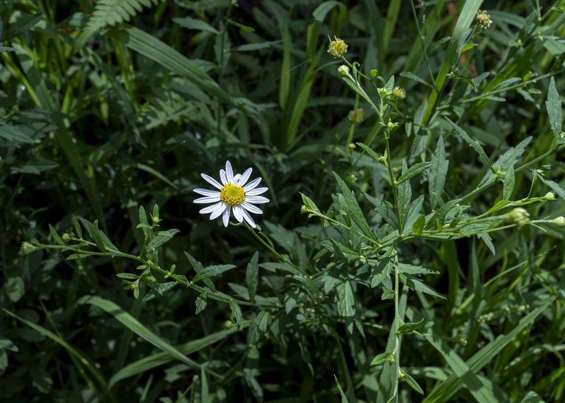 Aster iinumae photo 5