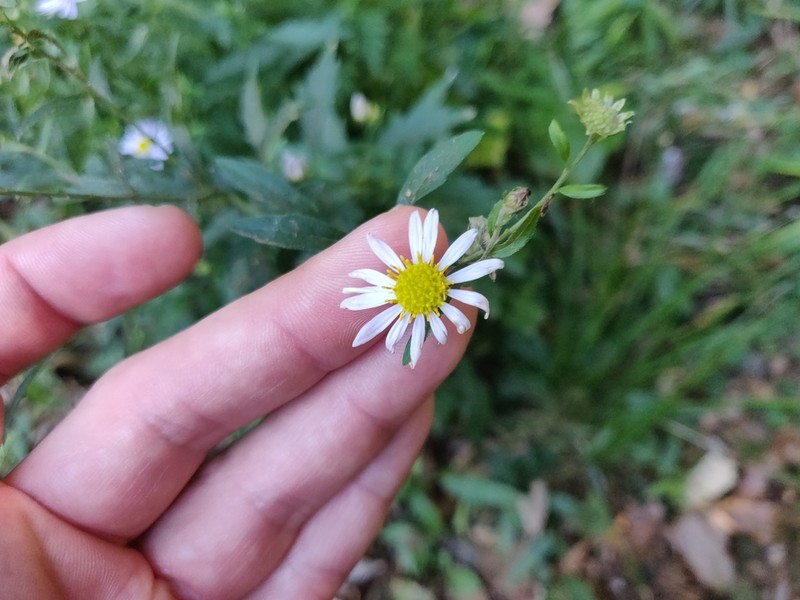 Aster iinumae photo 6