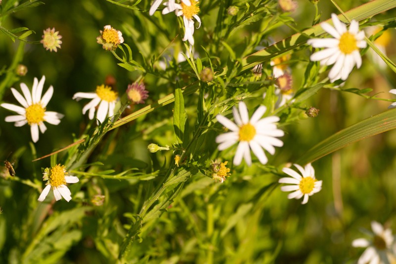 Aster iinumae photo 7