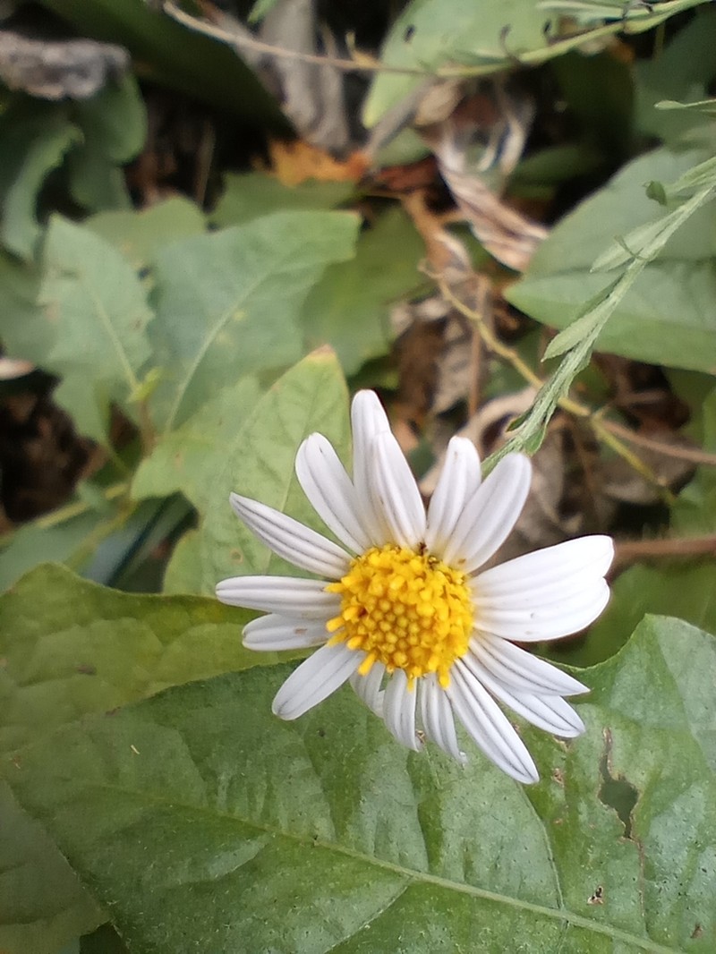 Aster iinumae photo 8