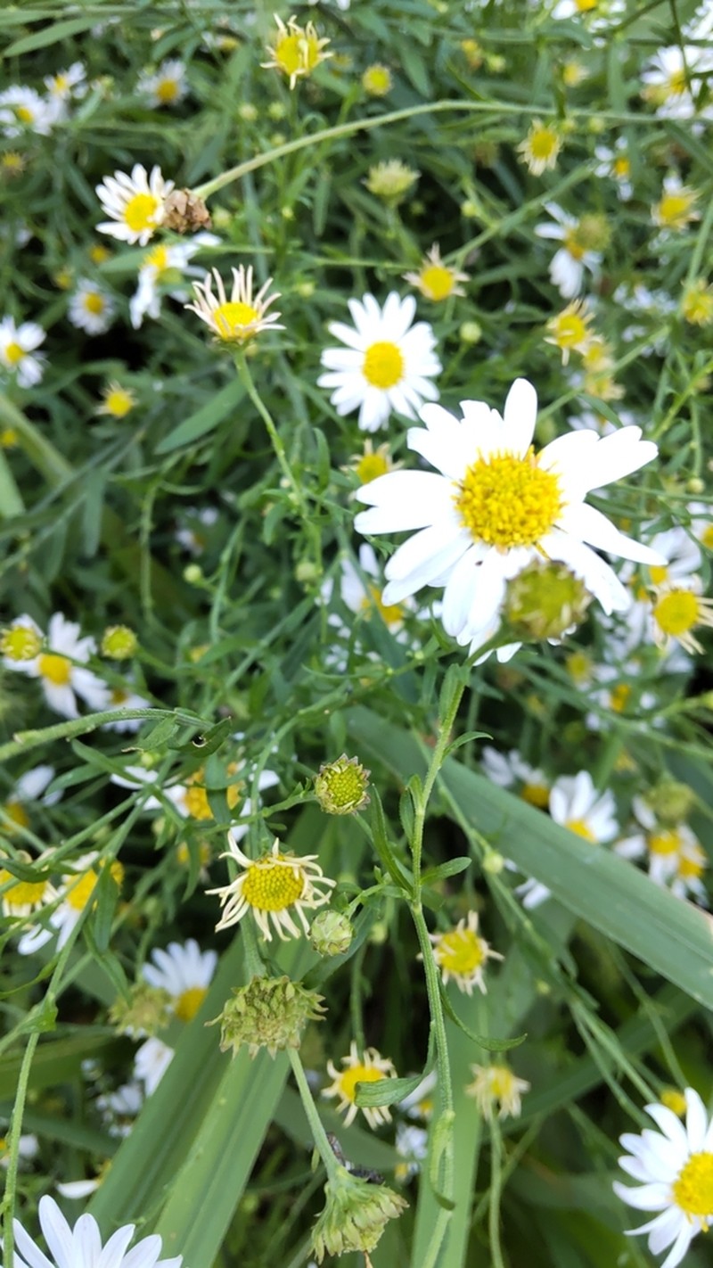 Aster iinumae