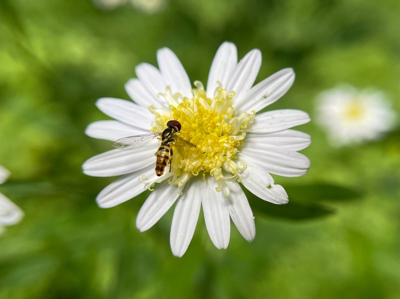 Aster incisus photo 2