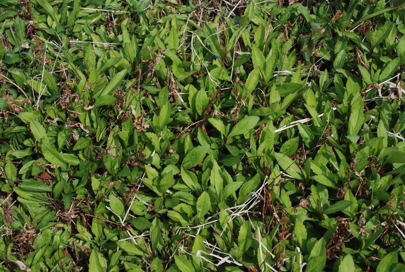Aster incisus photo 3