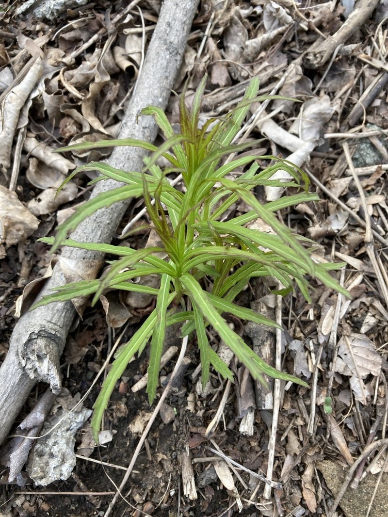 Aster incisus photo 4