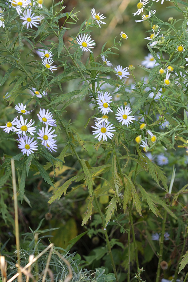Aster incisus photo 5