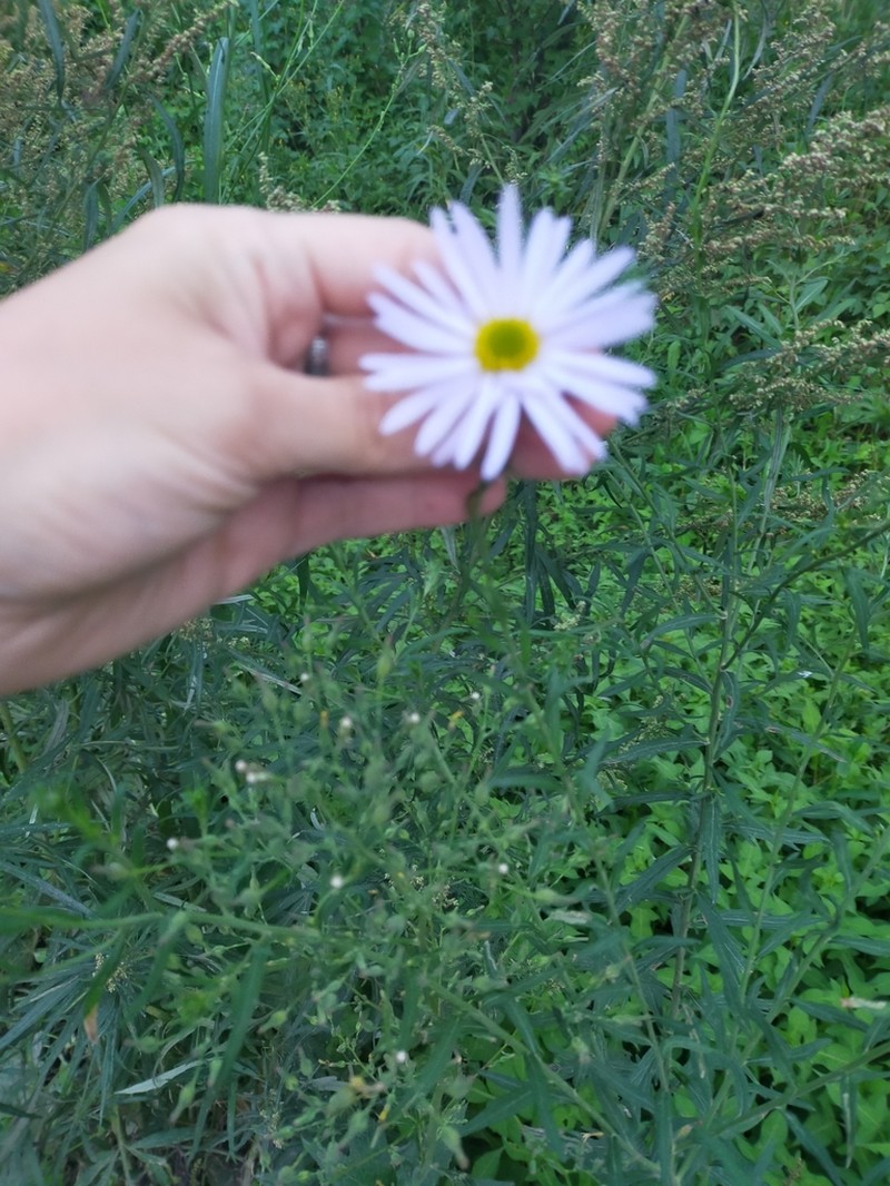 Aster incisus photo 7