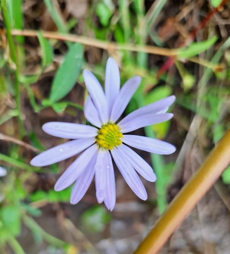 Aster incisus photo 8