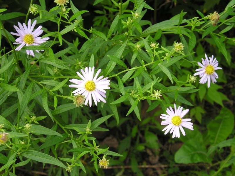 Aster incisus