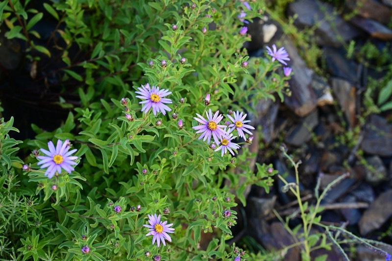 Aster indamellus photo 2