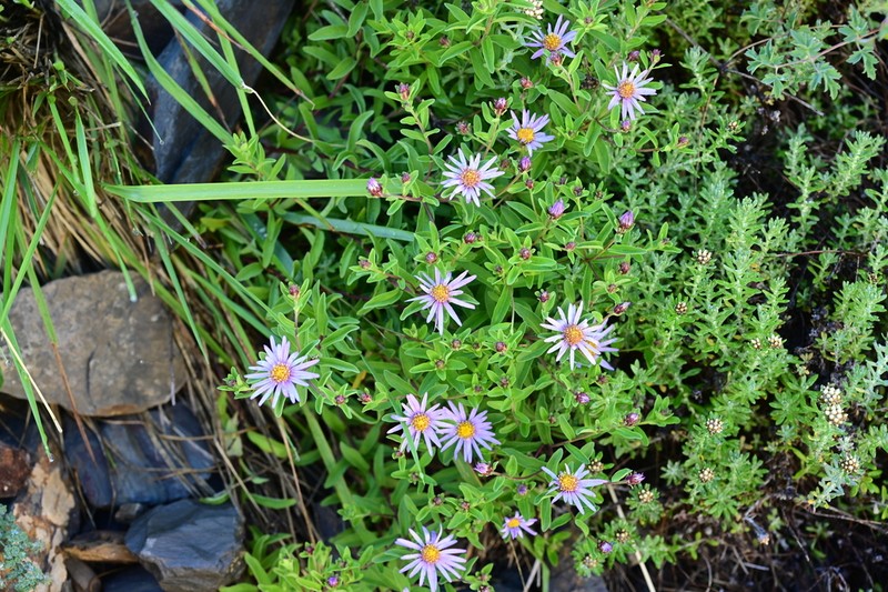 Aster indamellus photo 3