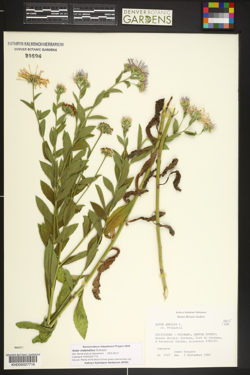 Aster indamellus photo 4