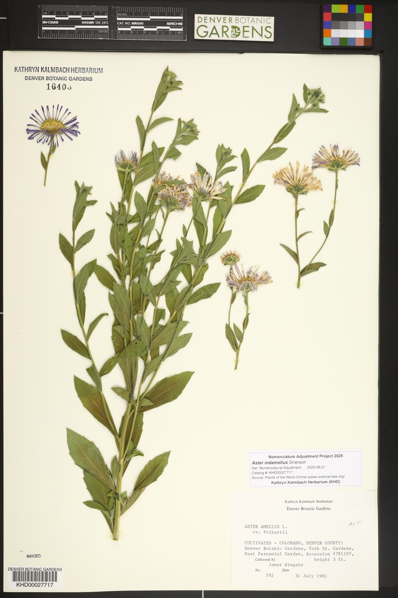 Aster indamellus photo 5