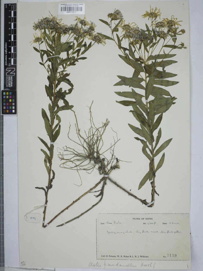 Aster indamellus photo 6