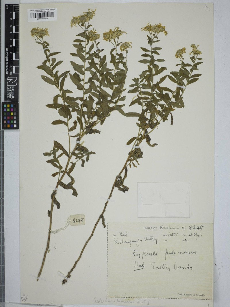 Aster indamellus photo 7