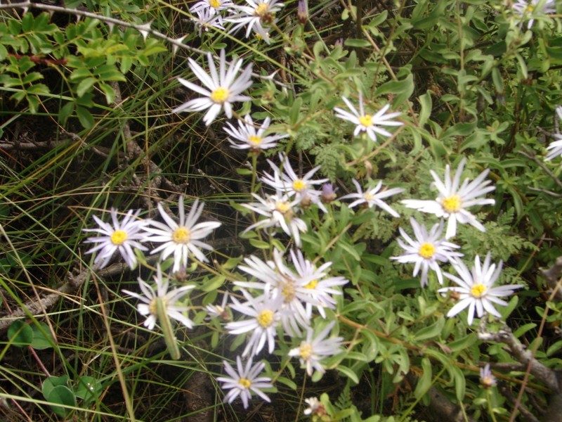 Aster indamellus