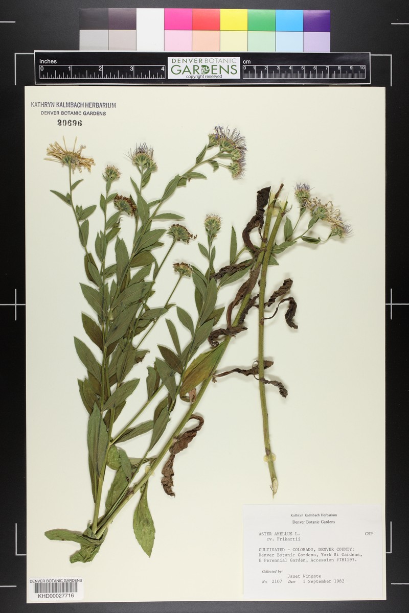 Aster indamellus photo 2