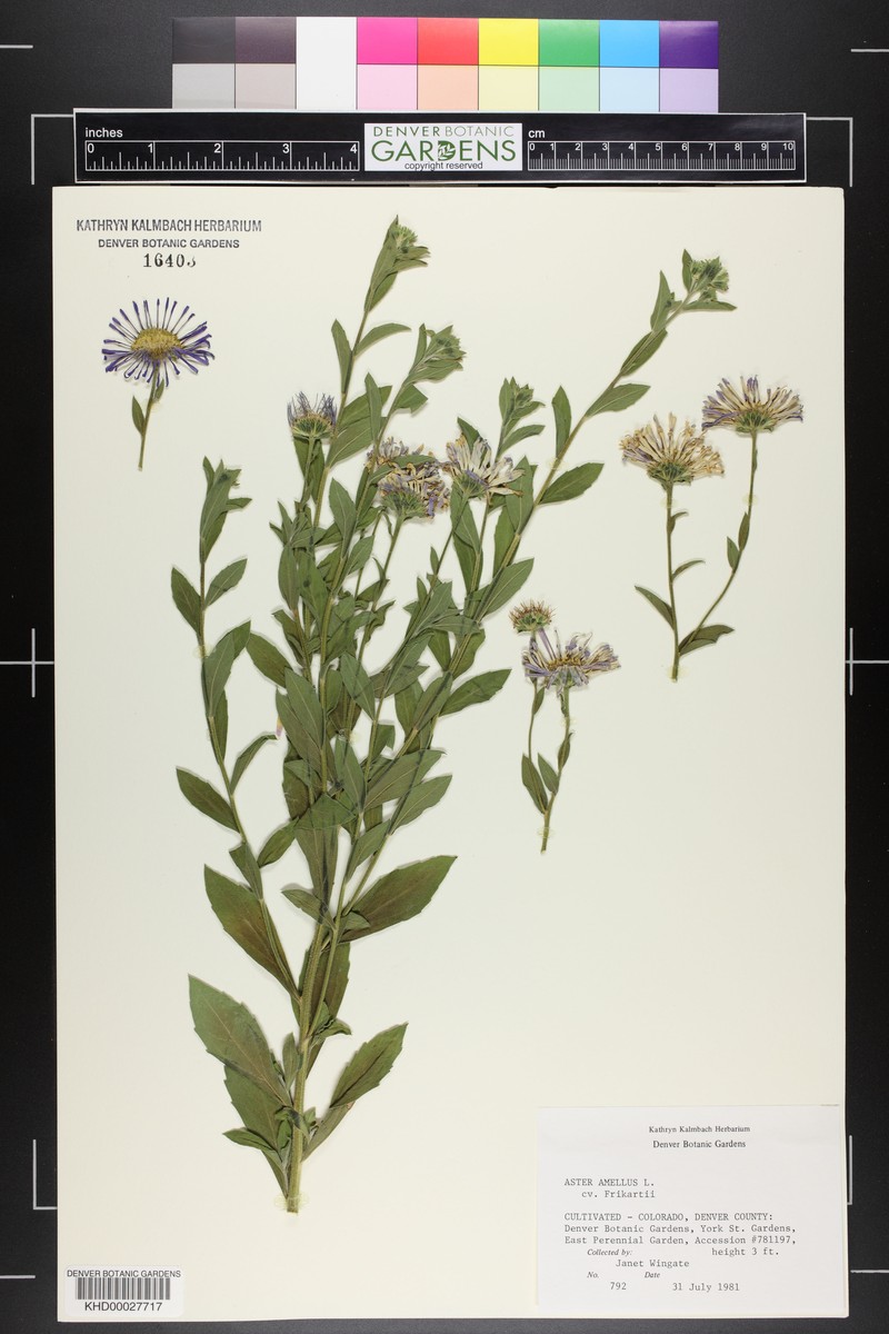 Aster indamellus photo 3