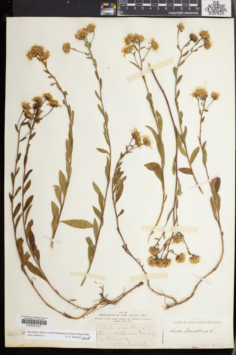 Aster indamellus photo 4