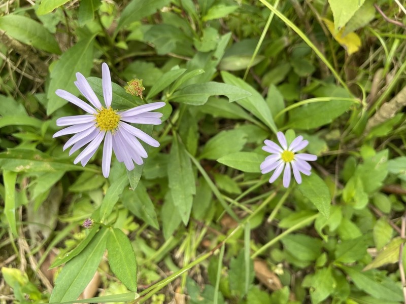 Indian Aster