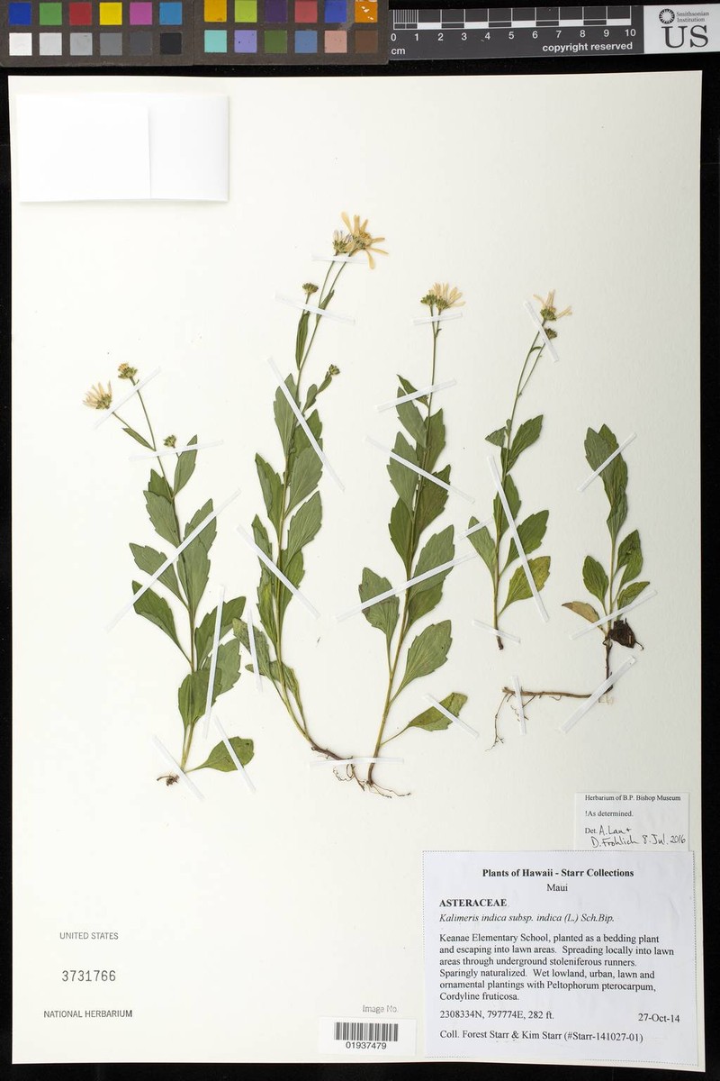 Aster indicus var. indicus
