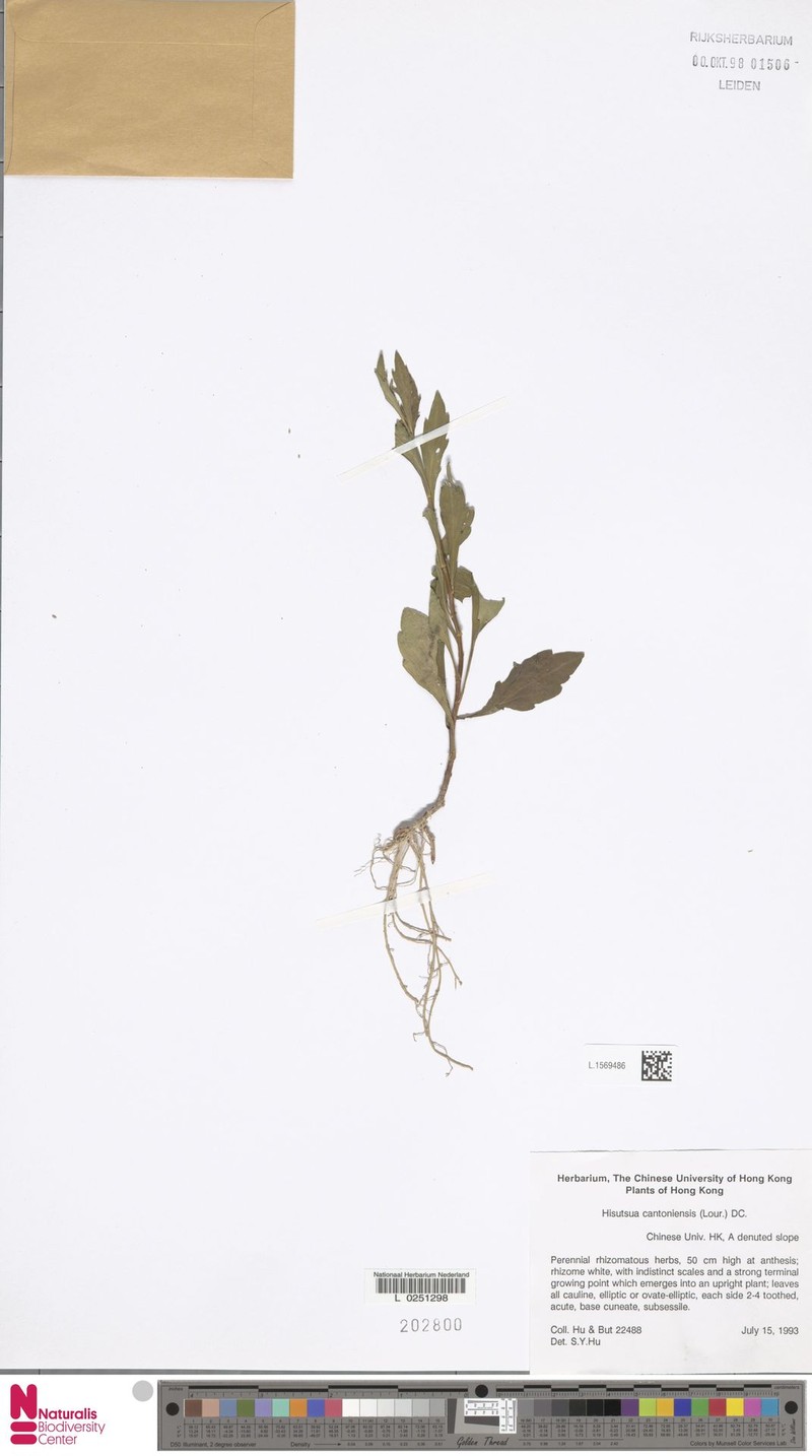 Aster indicus var. indicus photo 2