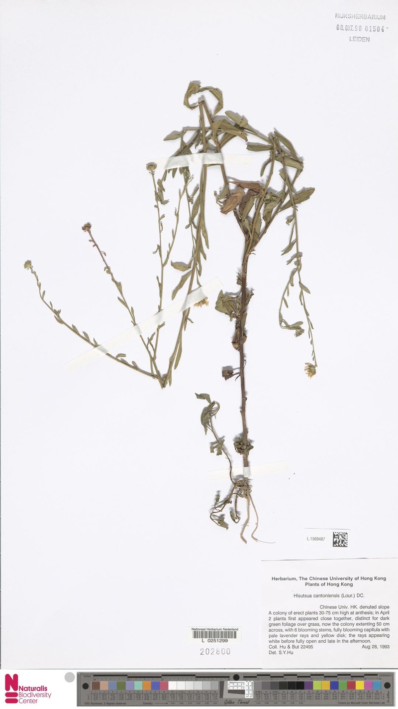 Aster indicus var. indicus photo 3