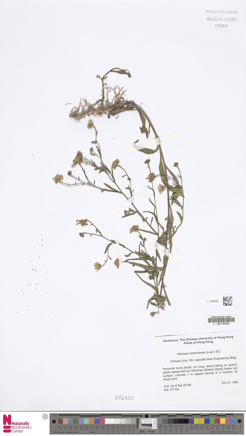 Aster indicus var. indicus photo 4