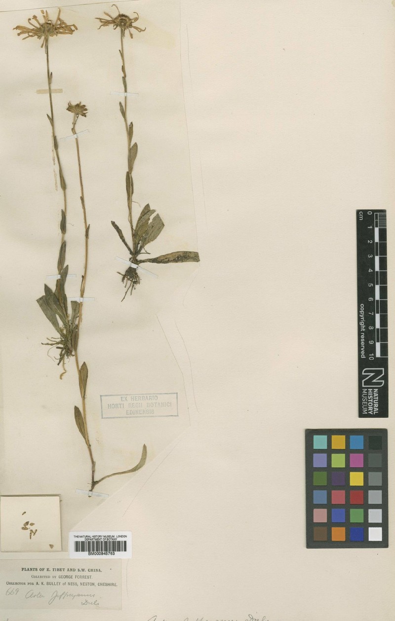 Aster jeffreyanus