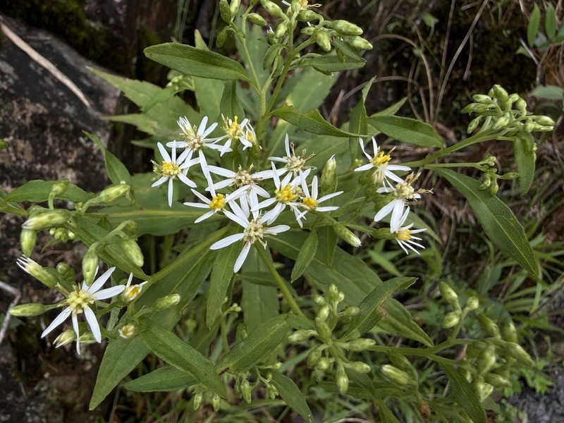 Aster jiulongshanensis