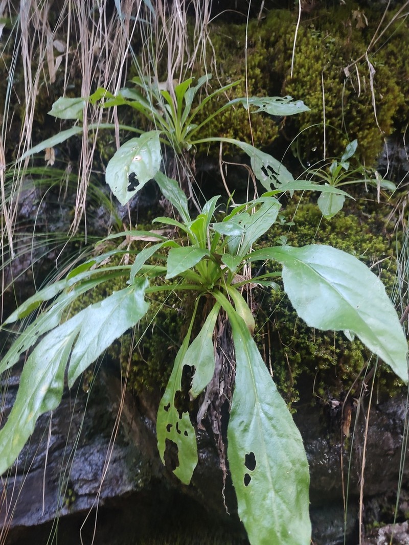 Aster jiulongshanensis photo 2