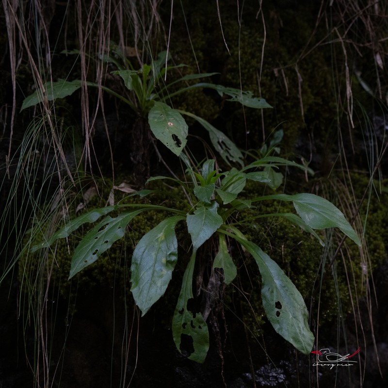 Aster jiulongshanensis photo 3